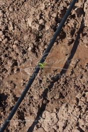 Image du Maroc Professionnelle de  Système moderne d'arrosage qui laisse passer l’eau petit à petit, dit "goutte à goutte" dans une nouvelle ferme où l’on procède à la plantation d'orangers à Chichaoua, Mardi 27 Février 2007. (Photo / Abdeljalil Bounhar)